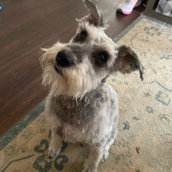 MEET YOUR POSHER - Picture 5 of 8